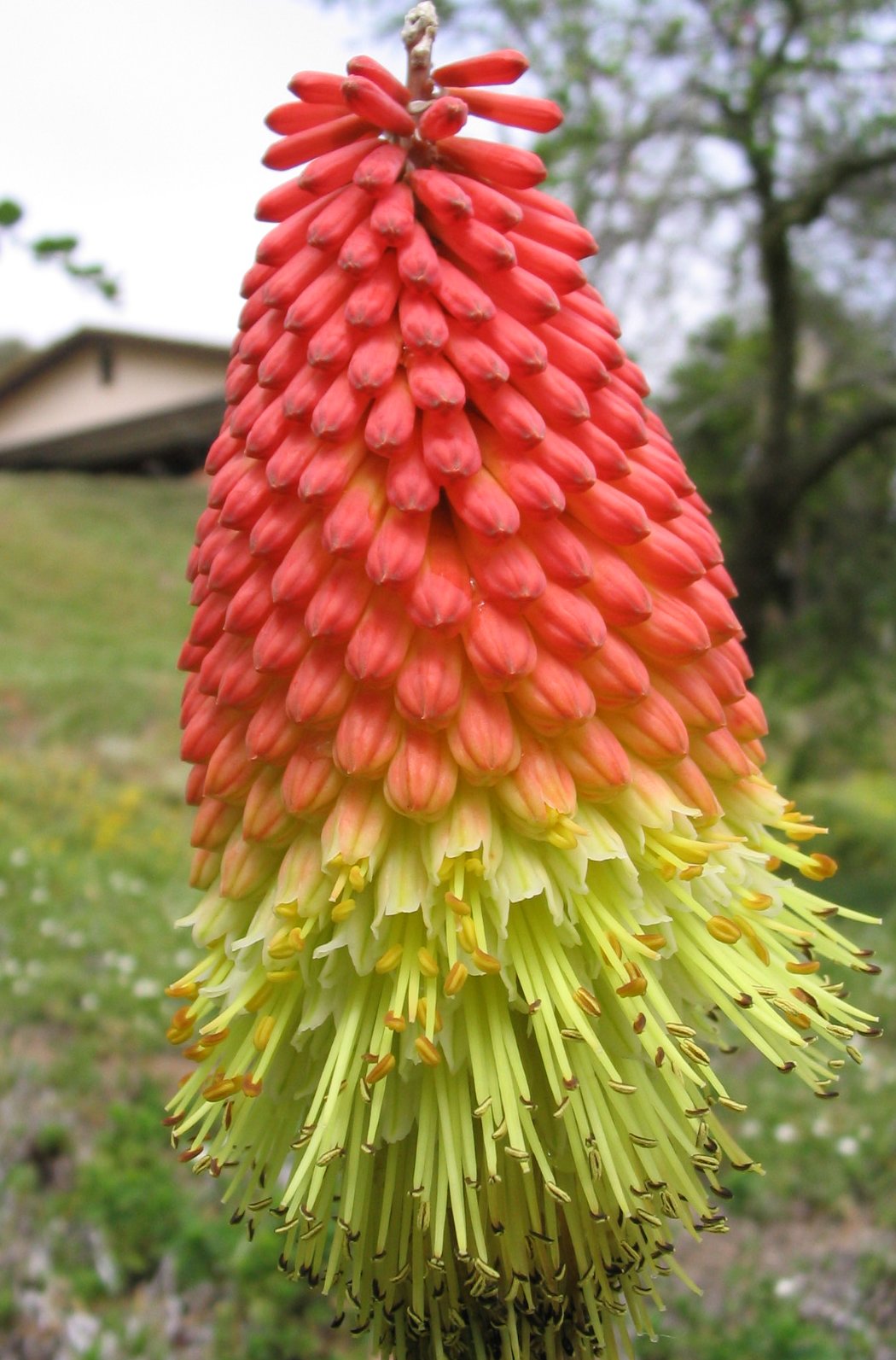 Kniphofia uvaria